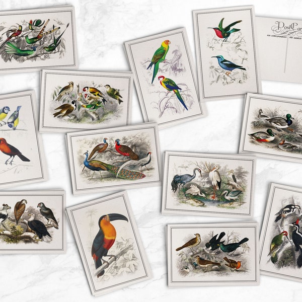 Vintage Style Bird Postcards - 24 Retro Style Bird Illustration Postcards