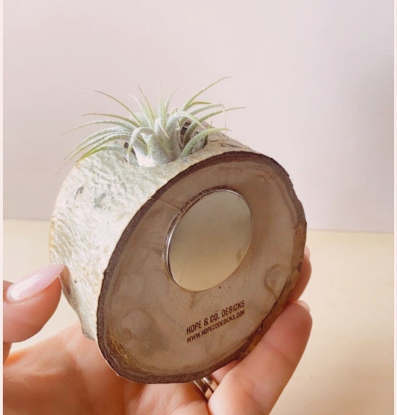 Air plant magnet