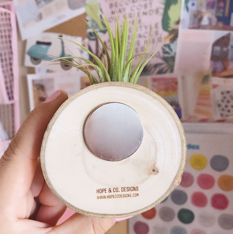 Air plant magnet