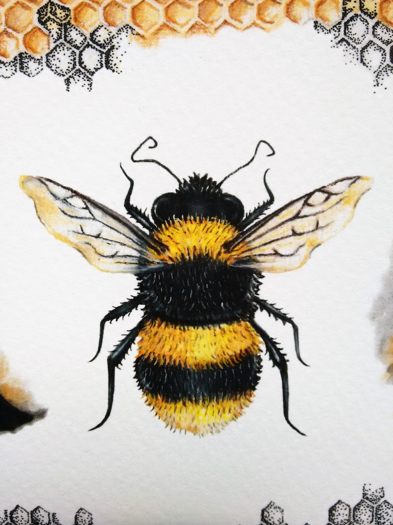 bumblebee illustration alphabet illustration bee art print