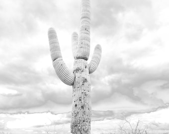 Saguaro in the Clouds