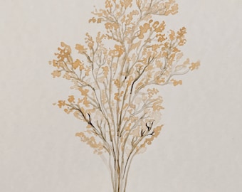 Baby's Breath