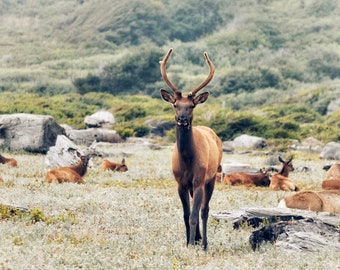 Elk on the Beach