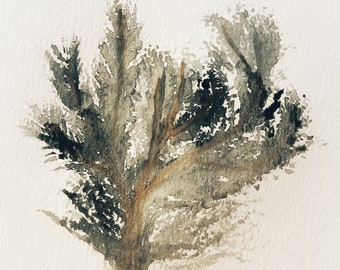 Pine Branch