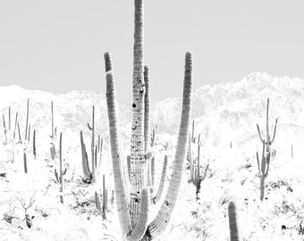 Exposed Saguaros