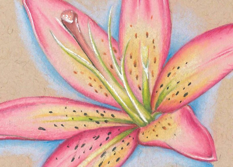 Pink Lily Flower Colored Pencil Drawing Art Print Etsy