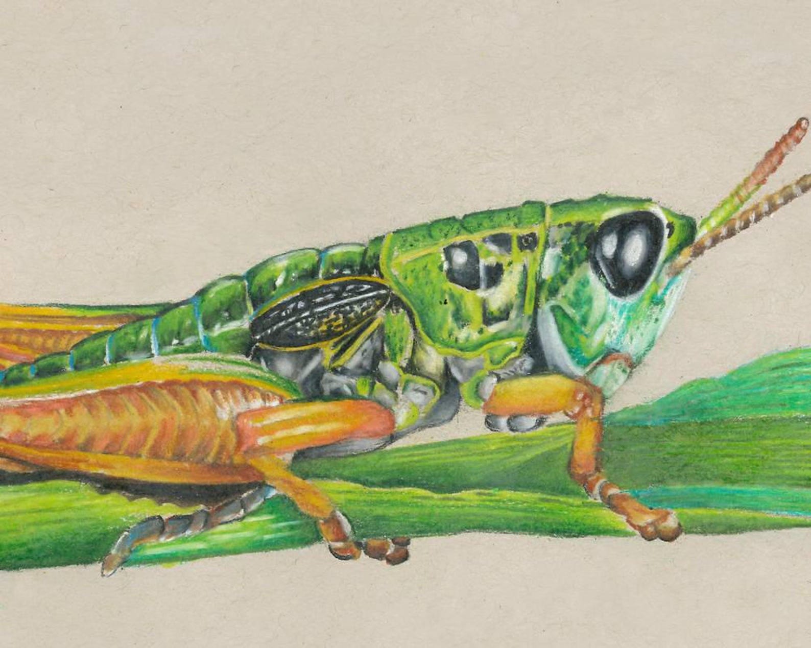 Colored Pencil Drawing Art Print Etsy