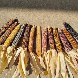 Glass Gem Corn,  3&quot; to 4&quot; Length, 4&quot; to 5&quot; Length, 5&quot; to 6&quot; Length or 6&quot; to 7&quot; Length, 7, 12 and 24 count, FREE SHIPPING