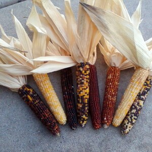 Mini Indian Corn - 4 To 5 Inches - Choose 10, 20, 30 Or 50 Count - FREE SHIPPING