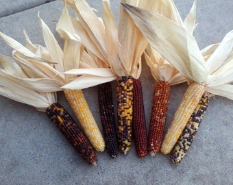 Mini Indian Corn,  5" to 6" Length,  10, 15, 30 and 40 count,   FREE SHIPPING