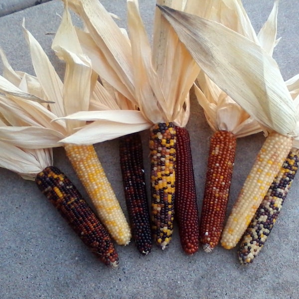 Mini Indian Corn,  5" to 6" Length,  10, 15, 30 and 40 count,   FREE SHIPPING