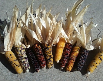 Mini Indian Corn, 3" to 4" Length, 5, 10, 20, 30, 40 and 50 count,   FREE SHIPPING