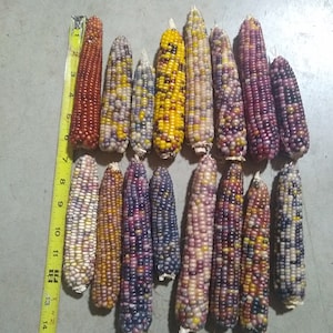 Glass Gem Corn,  3&quot; to 8&quot;, NO husk, 12 and 24 count, FREE SHIPPING