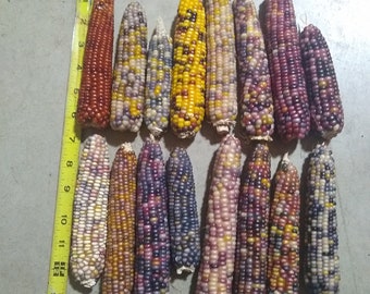 Glass Gem Corn,  3" to 8", NO husk, 12 and 24 count, FREE SHIPPING