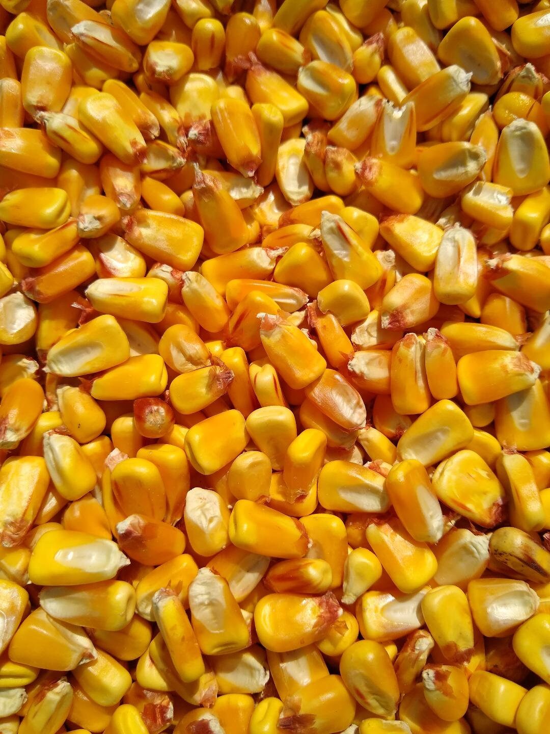 Shelled Corn, 10 Pounds or 19 Pounds, FREE SHIPPING - Etsy