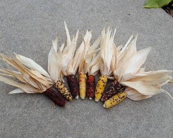 Mini Indian Corn, 2" to 3" Length, 15, 25, 40 and 50 count,   FREE SHIPPING
