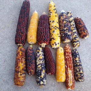 35 Ears of Mini Indian Corn Measuring length of 4" to 5"