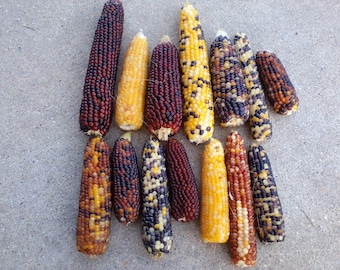 Mini Indian corn, 3" to 6", NO HUSK, 20, 35,  50, and 100 count,  Free Shipping