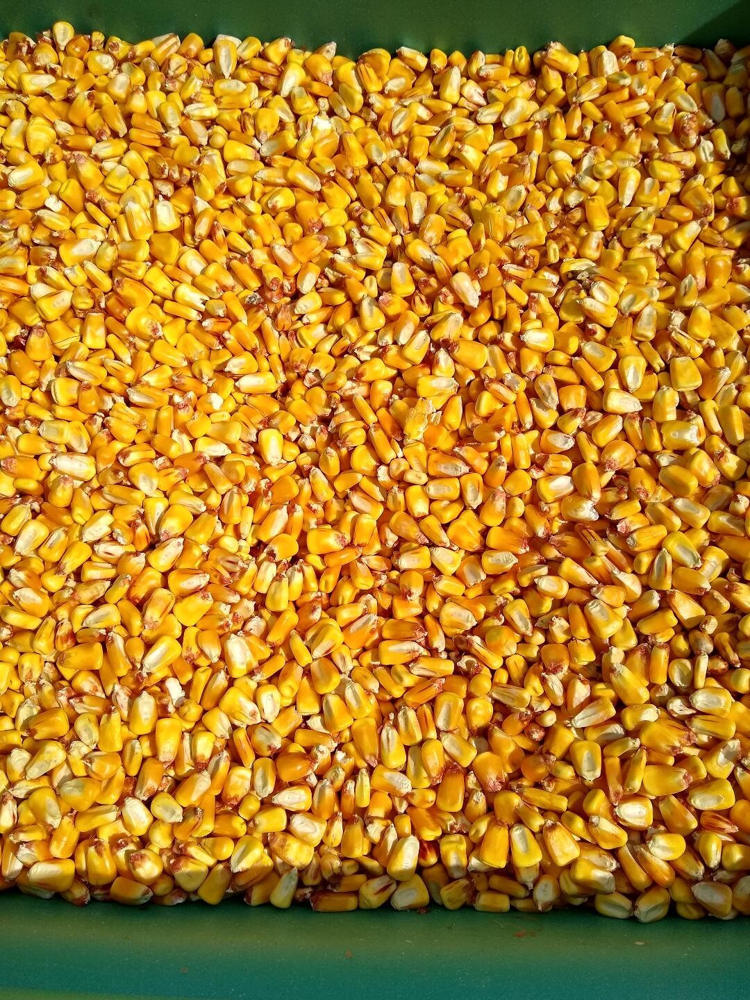 Shelled Corn 9 pounds or 18 pounds FREE SHIPPING Etsy