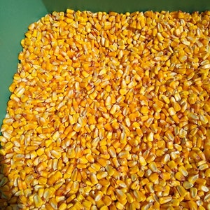 Shelled Corn, 10 pounds or 19 pounds, FREE SHIPPING