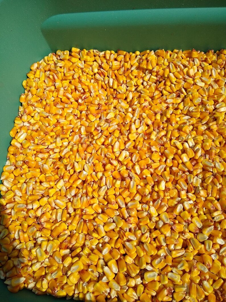 What Is Shell Corn Shelled Corn, 10 Pounds or 19 Pounds, FREE SHIPPING - Etsy