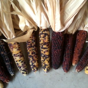 Mini Indian Corn,  4&quot; to 5&quot; Length,  5, 10, 20, 30, 40 and 50 count,   FREE SHIPPING