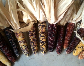 Mini Indian Corn,  4" to 5" Length,  5, 10, 20, 30, 40 and 50 count,   FREE SHIPPING