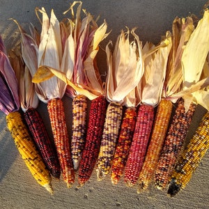 Indian Corn, 12 full size ears, 7" or more or 14 full size ears 5" to 7".   FREE SHIPPING