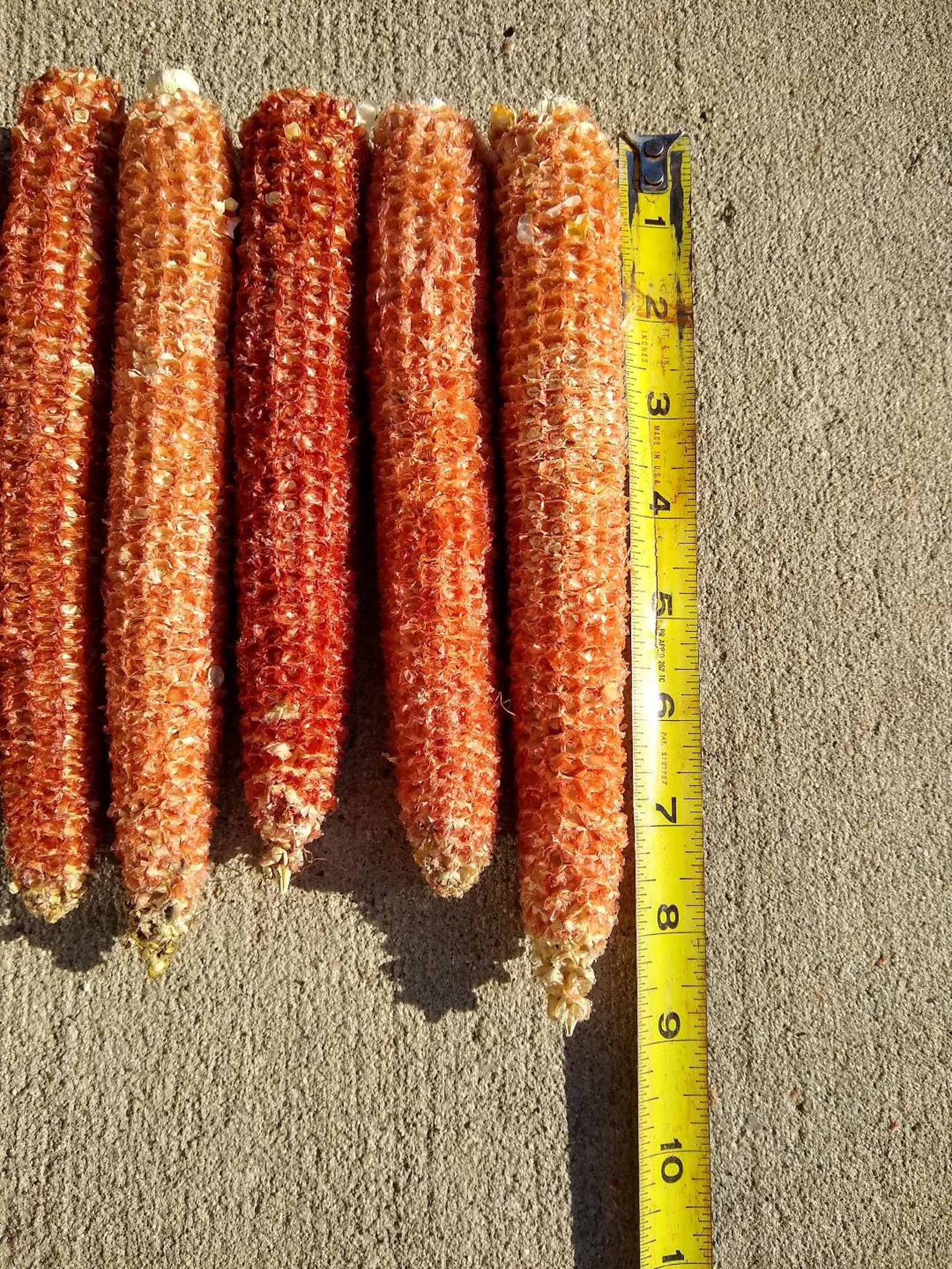 Large Red Corn Cobs 10 20 30 40 50 or 60 Count Large Red Etsy UK