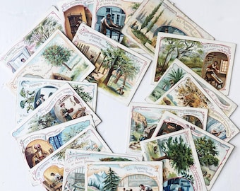 Antique French Trade Cards Les Arbres et leurs Usages Chromolithographs Botanical Ephemera Set