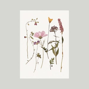 Nouvelle carte postale, avec une image de fleurs de mon herbier, A6