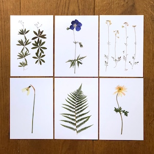CARTES POSTALES * choisissez 1 ou plusieurs, avec des images de mon herbier, format A6