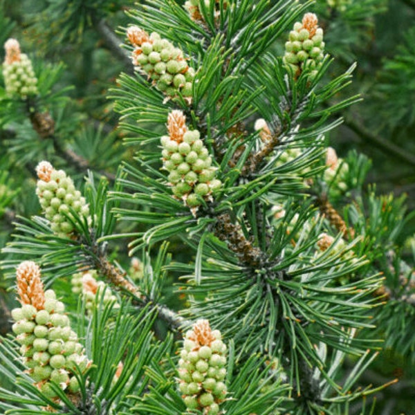 Ultra Pine Pollen Complex 4 oz Especially Formulated For Men Multi-Herbal Complex Full Strength Pine Pollen Tincture