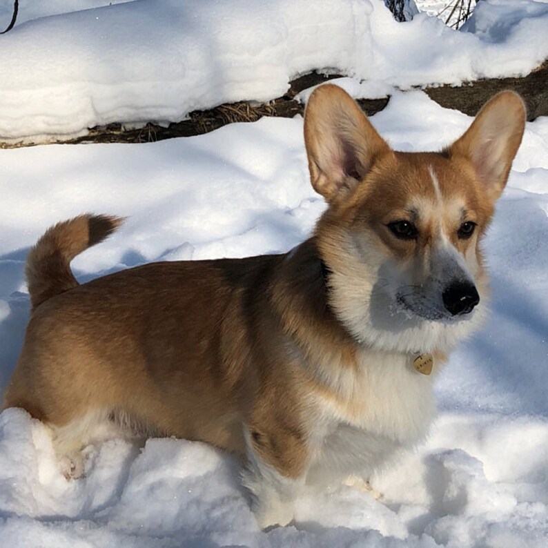 Guitar Pick Pet ID Tag Custom Dog Tag Sturdy BrassTag Etsy