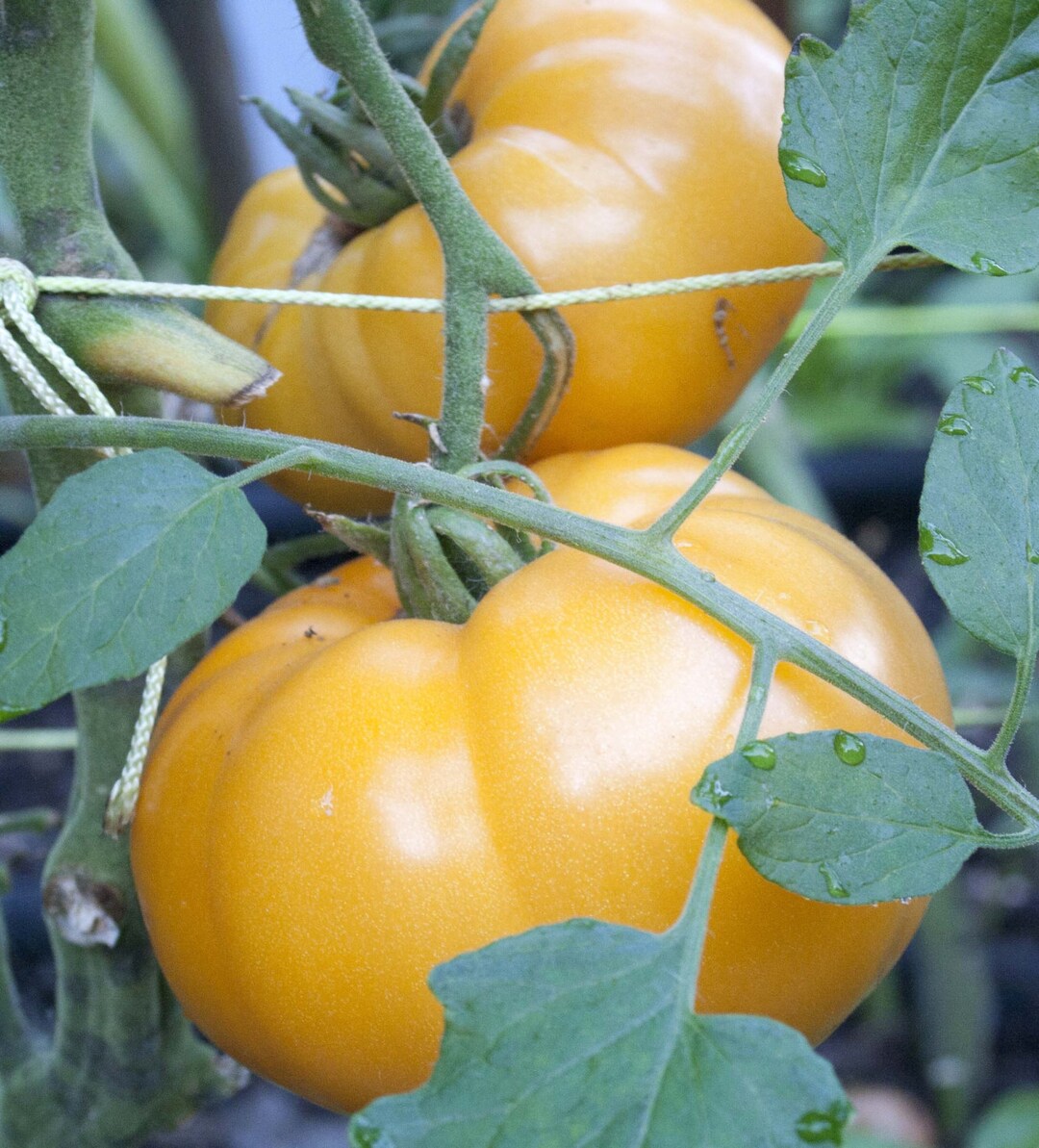 75 Yellow Brandywine Tomato Seeds Heirloom Variety Etsy