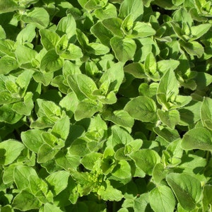 May include: A close-up image of a patch of green oregano leaves. The leaves are densely packed together, creating a lush and vibrant texture.