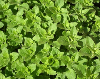 Oregano Seeds- Greek- Herb Seeds- 300+ seeds