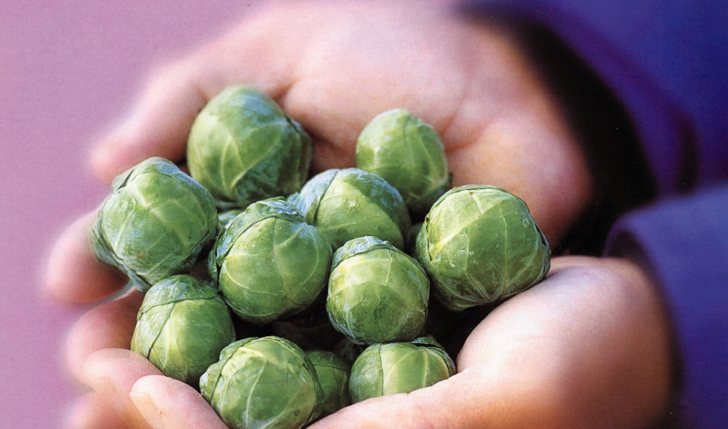 Semillas Superalimentos De Col De Bruselas | Hidroponía España - Tienda