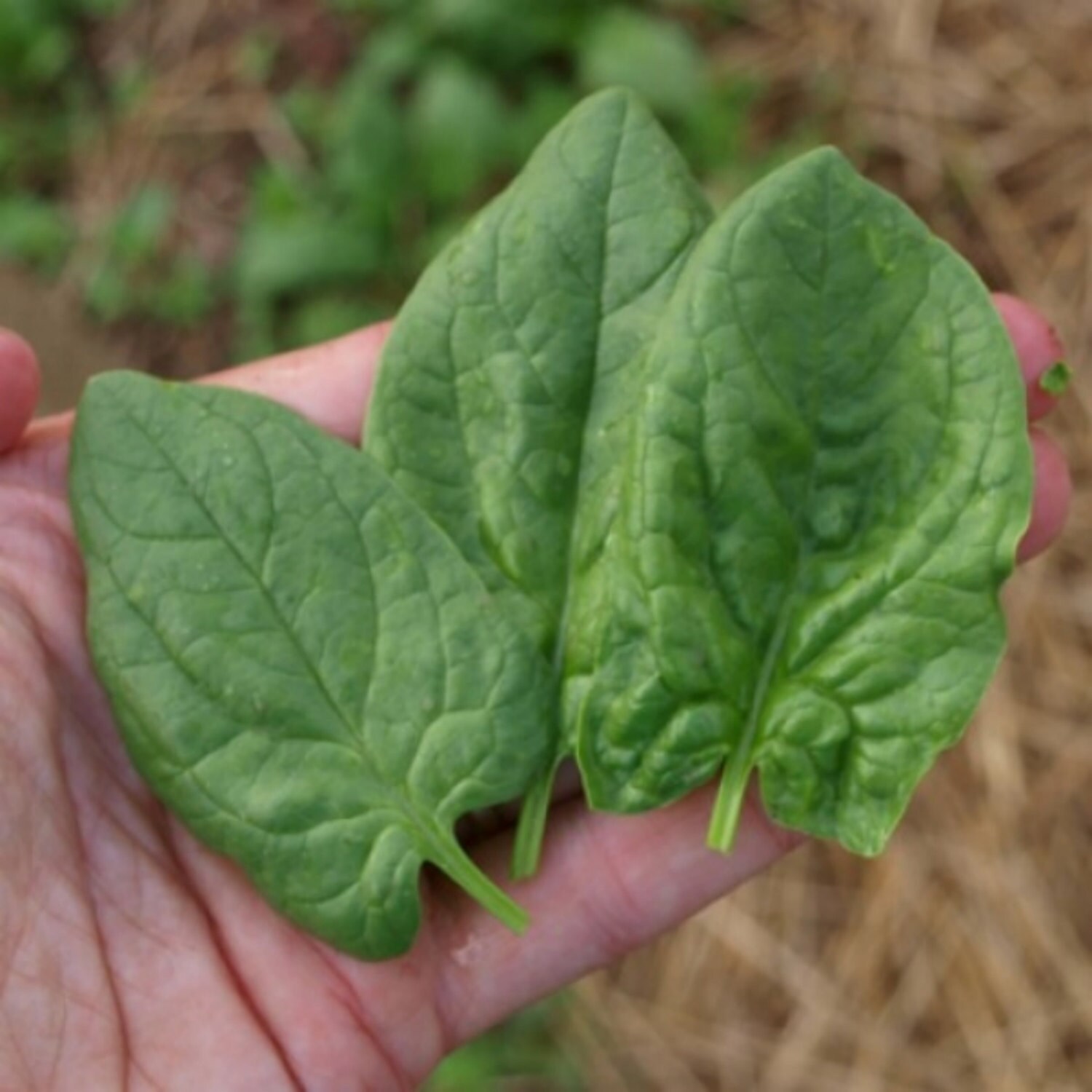 Monstrueux De Viroflay Heirloom Spinach Seeds 200 Etsy