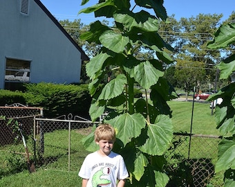 50+ Sunflower Seeds- Russian Mammoth- Heirloom- Helianthus- Organically Grown