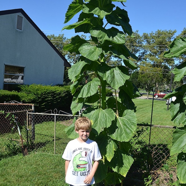 50+ Sunflower Seeds- Russian Mammoth- Heirloom- Helianthus- Organically Grown