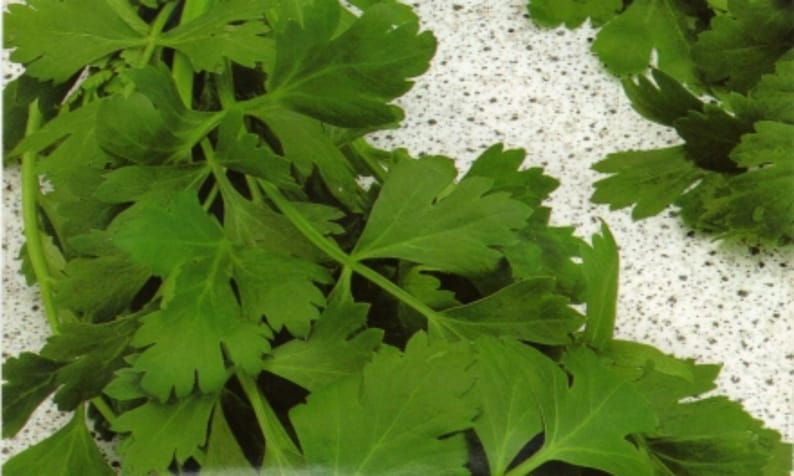 Parsley Seeds Gigante di Napoli Flat Italian Parsley 500 Seeds image 1