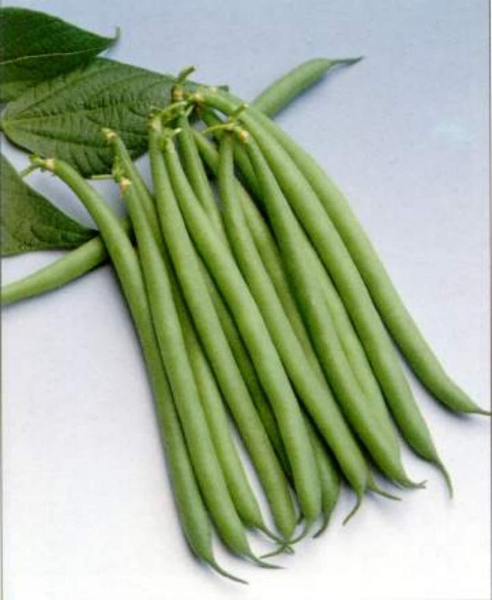 Haricot Verts Petite Filet Green Bean Seeds 30 Etsy