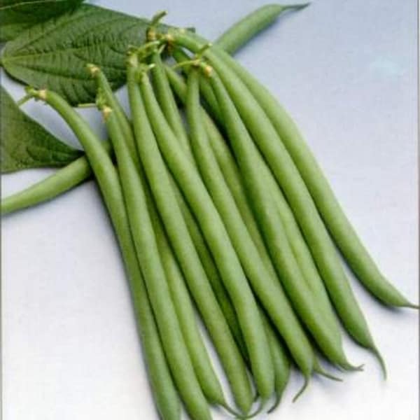 Haricot Verts Petite Filet- Green Bean Seeds- 30+