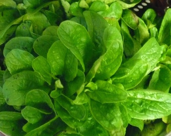 Corn Salad (Mache, Lamb&#39;s Lettuce) Seeds- Heirloom- 300+