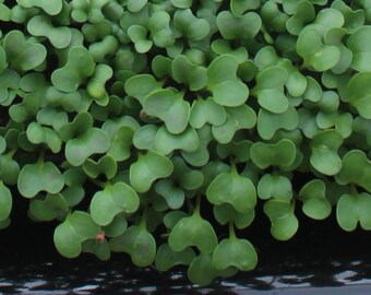 10,000+ Microgreens Seeds- Broccoli Raab- No Chemicals Used! Non-GMO