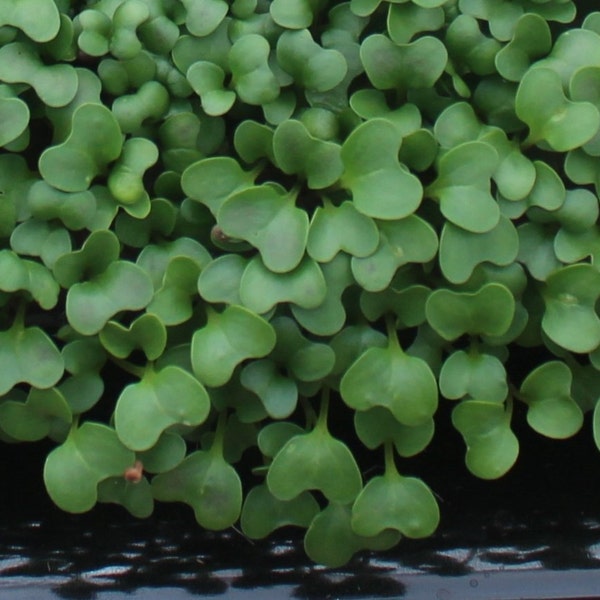 10,000+ Microgreens Seeds- Broccoli Raab- No Chemicals Used! Non-GMO