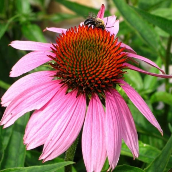 200+ Purple Coneflower (Echinacea) Flower Seeds- Perennial Wildflower