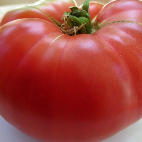 Mortgage Lifter Tomato Seeds- Heirloom- 75+ Seeds