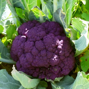 200+ Cauliflower Seeds- Sicilian Violet (Purple)- Heirloom